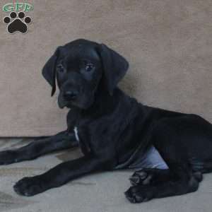 Garret, German Shorthaired Pointer Puppy